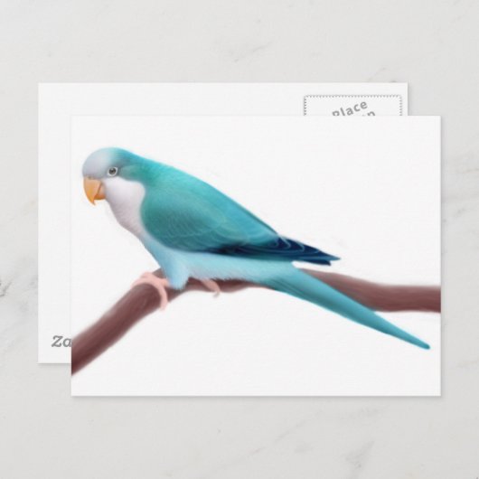 Quaker Parakeetはがき ポストカード (正面/裏面)