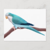 Quaker Parakeetはがき ポストカード (正面)