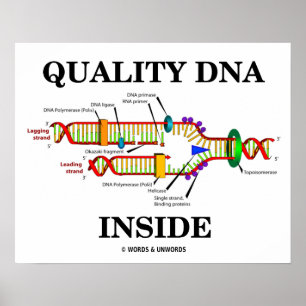 Quality DNA Inside (DNA Replication) ポスター