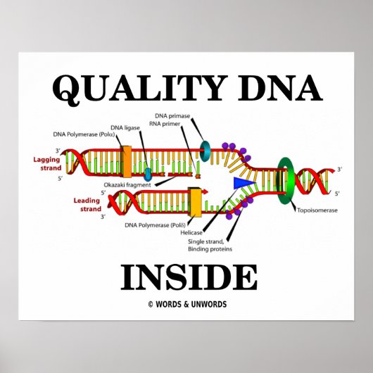 Quality DNA Inside (DNA Replication) ポスター (正面)