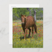 Quarter Horse in Field of Wildflowers ポストカード (正面/裏面)