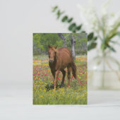 Quarter Horse in Field of Wildflowers ポストカード (スタンド正面)