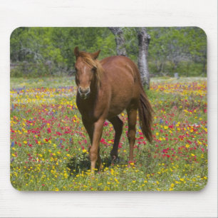 Quarter Horse in Field of Wildflowers マウスパッド