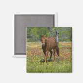 Quarter Horse in Field of Wildflowers マグネット (正面/裏面)