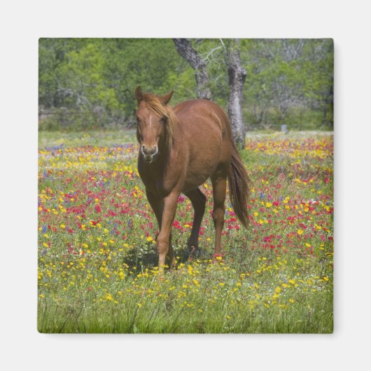 Quarter Horse in Field of Wildflowers マグネット (正面)