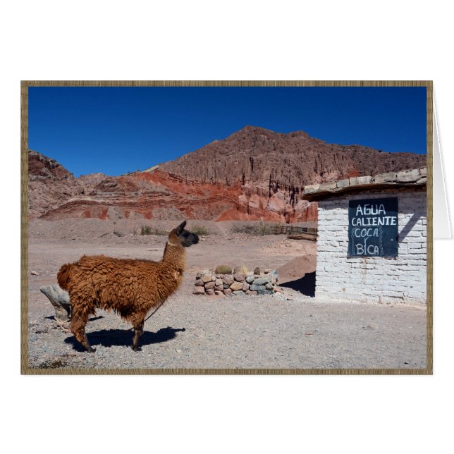 Quebrada de Cafayate、アルゼンチンのラマ (正面横)