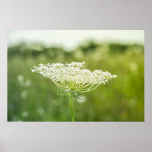 Queen Anne's Lace Flower自然ポスター36" x 24" ポスター
