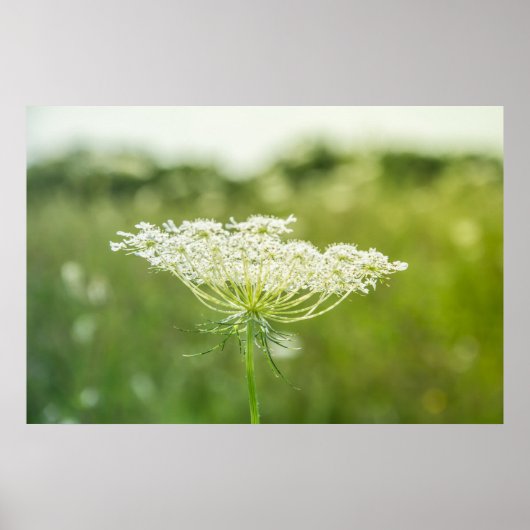Queen Anne's Lace Flower自然ポスター36" x 24" ポスター (正面)