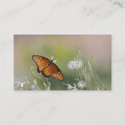 Queen Butterfly in Morning Light名刺 名刺 (裏面)
