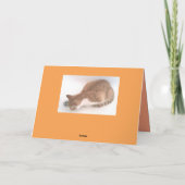 Queen Cat 2フォトカード/ブラザーキャットin bath Rear カード (裏面)