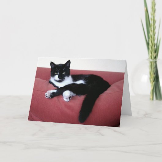 Queen Cat 2フォトカード/ブラザーキャットin bath Rear カード (正面)