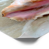 Queen Conch in the Surf, Bahamas 8x10 ポスター (角)