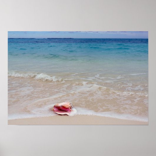 Queen Conch on the Beach, Bahamas ポスター (正面)