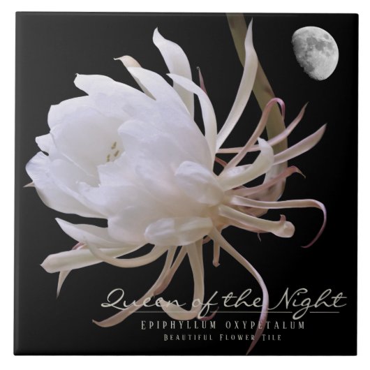 Queen of the Night タイル (正面)