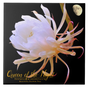 Queen of the Night タイル
