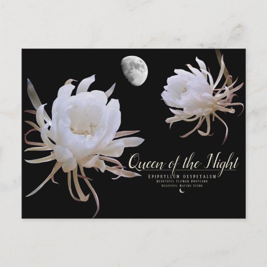 Queen of the Night ポストカード (正面)