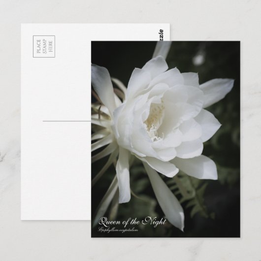 Queen of the Night ポストカード (正面/裏面)