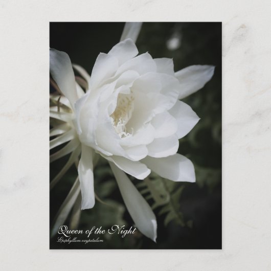 Queen of the Night ポストカード (正面)
