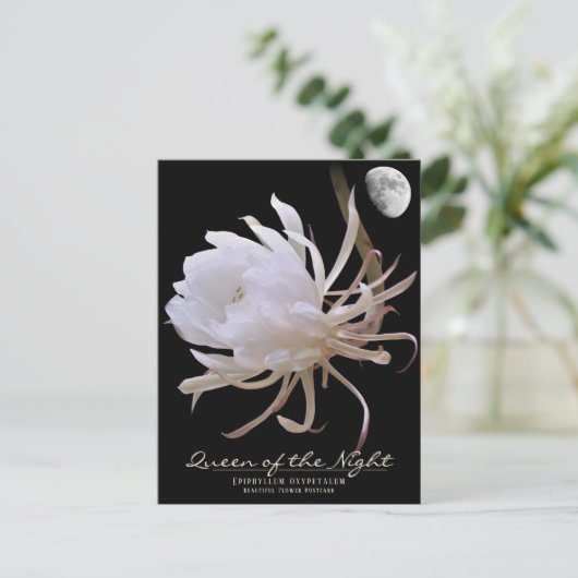Queen of the Night ポストカード (スタンド正面)