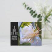 Queen of the Night :Postcard ポストカード (スタンド正面)