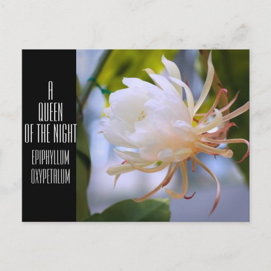 Queen of the Night :Postcard ポストカード (正面)