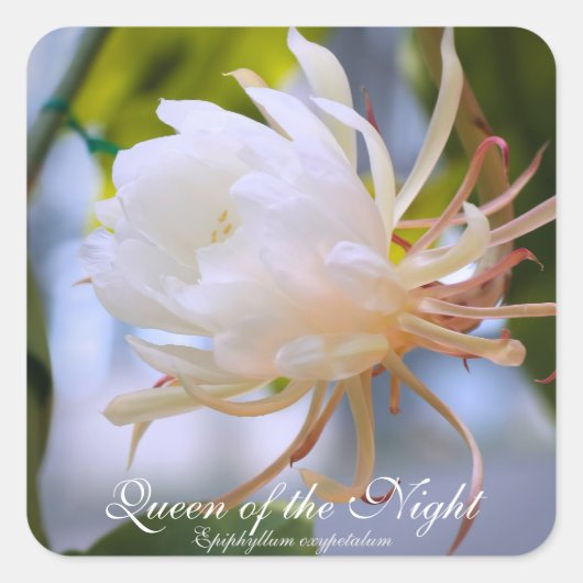 Queen of the Night：Square Seal スクエアシール (正面)