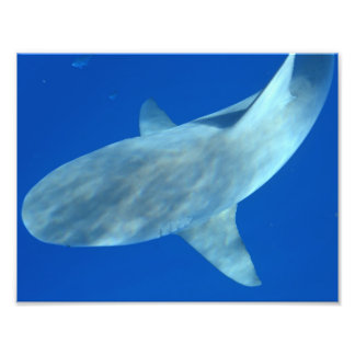 Queenie the Bull Shark - From Jupiter, FL フォトプリント