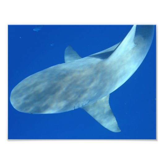 Queenie the Bull Shark - From Jupiter, FL フォトプリント (正面)