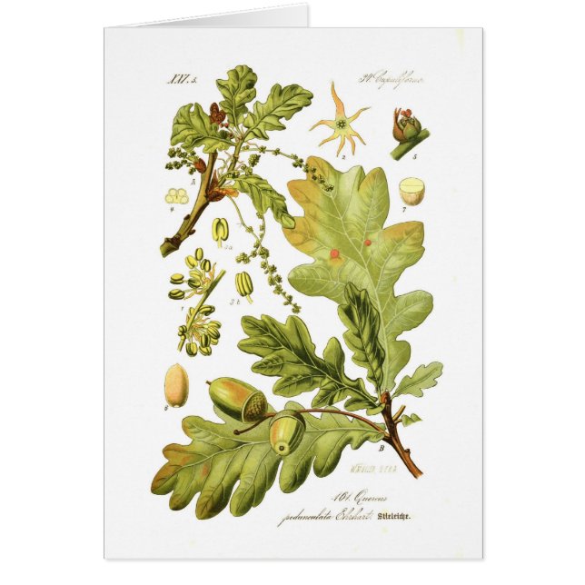 Quercusのpedunculata (英国のカシ) (正面)