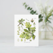 Quercus pedunculata : syn.Q robur.(English Oak) ポストカード (スタンド正面)