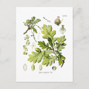 Quercus pedunculata : syn.Q robur.(English Oak) ポストカード