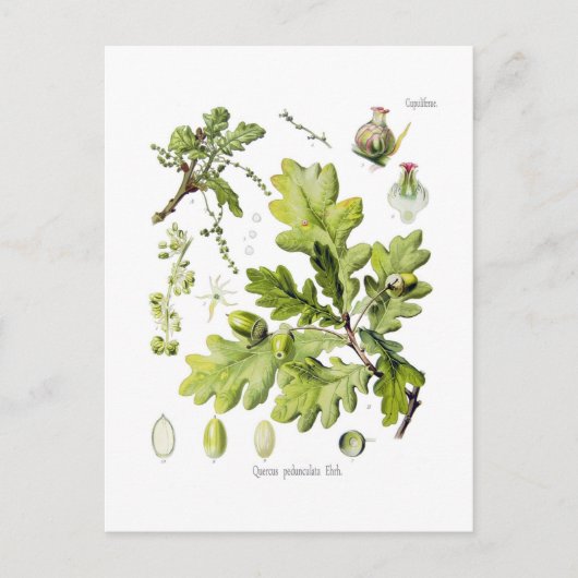 Quercus pedunculata : syn.Q robur.(English Oak) ポストカード (正面)