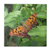Question Mark Butterfly on Lantana タイル (正面)