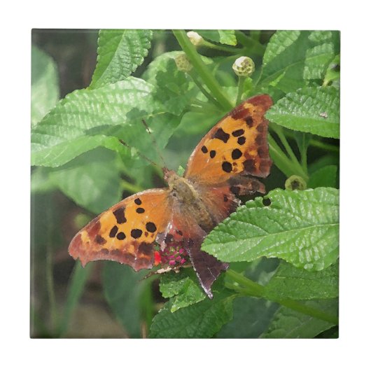 Question Mark Butterfly on Lantana タイル (正面)