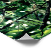 Quetzal, Monteverde, Costa Rica ポスター (角)