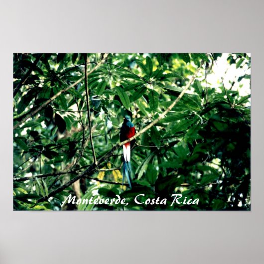 Quetzal, Monteverde, Costa Rica ポスター (正面)