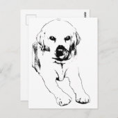 Quick hello from a Lab ポストカード (正面/裏面)