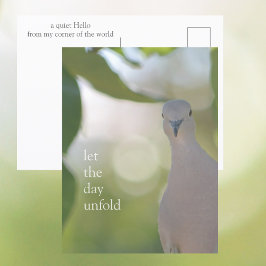 Quiet Bird Moment – Let the Day Unfold Dove ポストカード