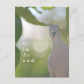 Quiet Bird Moment – Let the Day Unfold Dove ポストカード (正面)