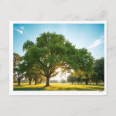 Quiet Time With a Big Tree – Holiday Postcard シーズンポストカード (裏面)