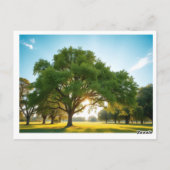 Quiet Time With a Big Tree – Postcard ポストカード (裏面)
