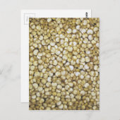 Quinoa grainsマクロ写真 ポストカード (正面/裏面)