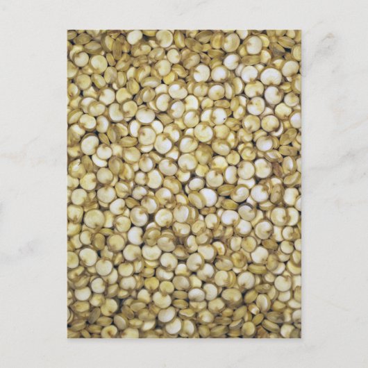 Quinoa grainsマクロ写真 ポストカード (正面)