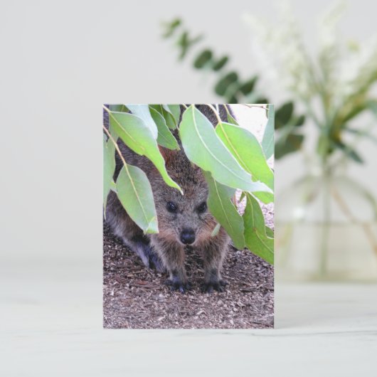 Quokkaはがき ポストカード (スタンド正面)