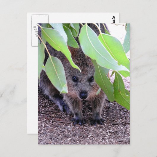 Quokkaはがき ポストカード (正面/裏面)