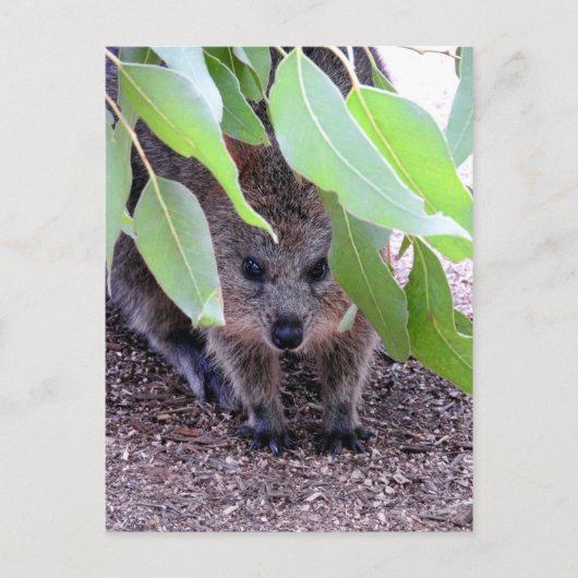 Quokkaはがき ポストカード (正面)
