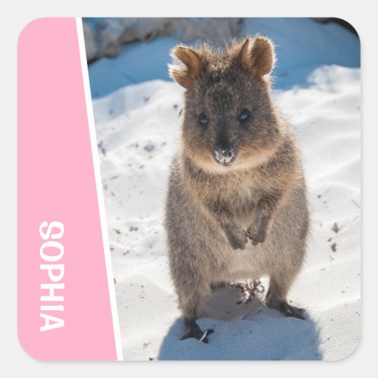 Quokka Cute Animal on the Beach Australia Pink スクエアシール (正面)