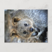 パース ポストカード ウェスタンオーストラリア パース西オーストラリア都市景観はがき ポストカード | Zazzle.co.jp