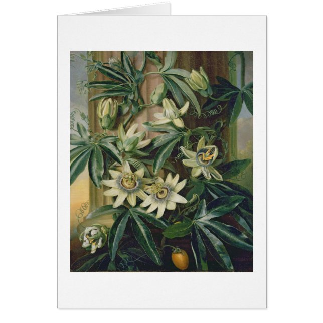 「R植物相の寺院」のための青い情熱の花 (正面)