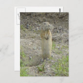 R1リチャードソンの地面リス ポストカード (正面/裏面)